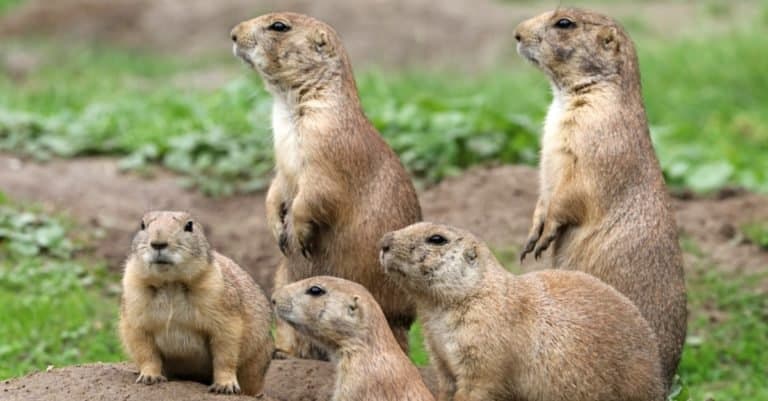Inquisitive family of Prairie Dogs standing alert.