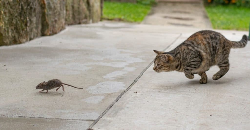 Prehistoric Pets cat hunting