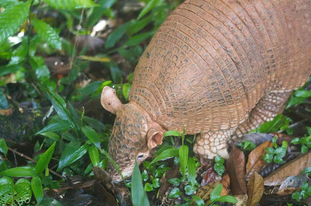 Giant Armadillo displayed at the Harvard Museum of Natural History in Boston, MA.