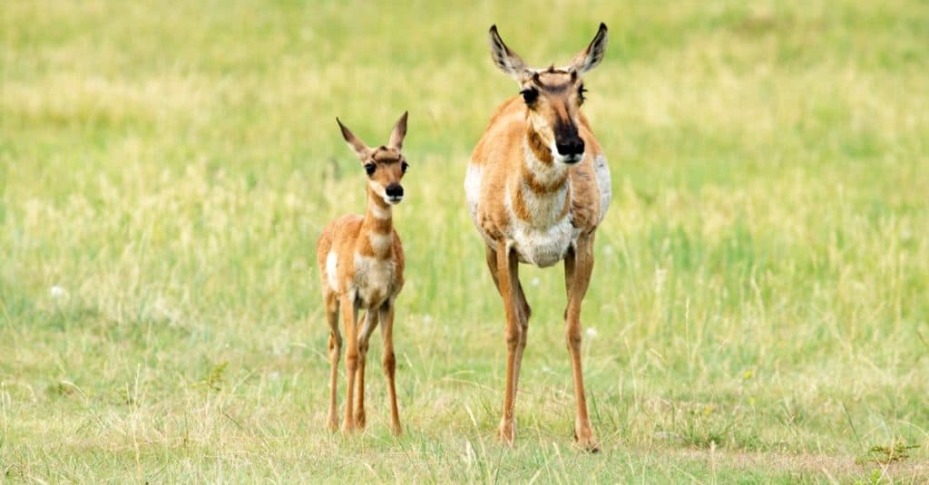 Pronghorn and calf at Custer State Park in the Black Hils of South Dakota.