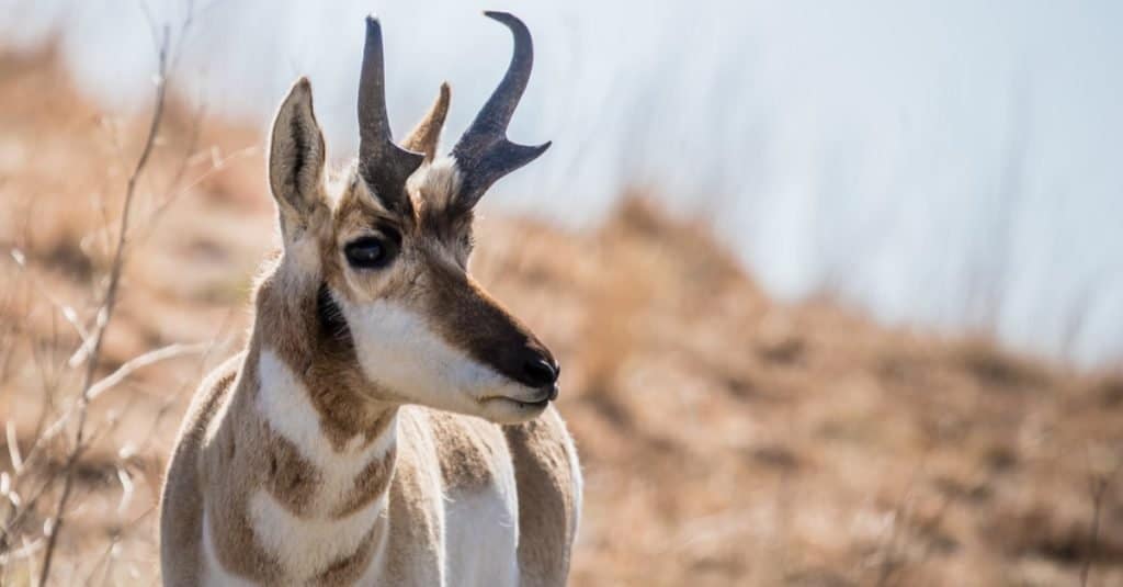 Pronghorn antelope grazing in grasslands.