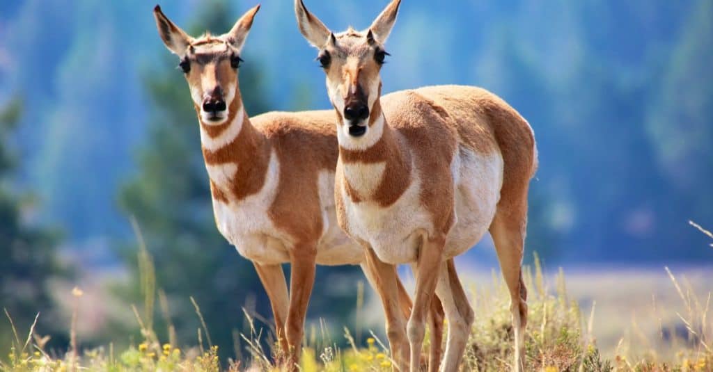 Pronghorn antelope in Yellowstone Park.