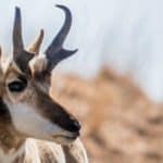 Pronghorn