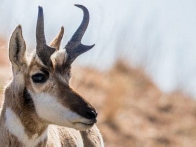 Pronghorn Picture