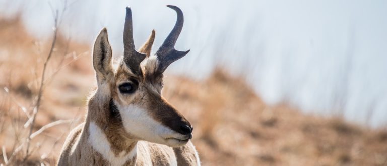 Pronghorn antelope grazing in grasslands