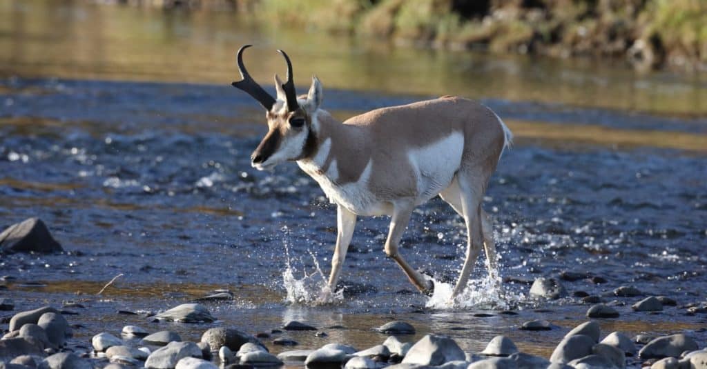 Pronghorn crossing a stream, Wyoming, Yellowstone National Park