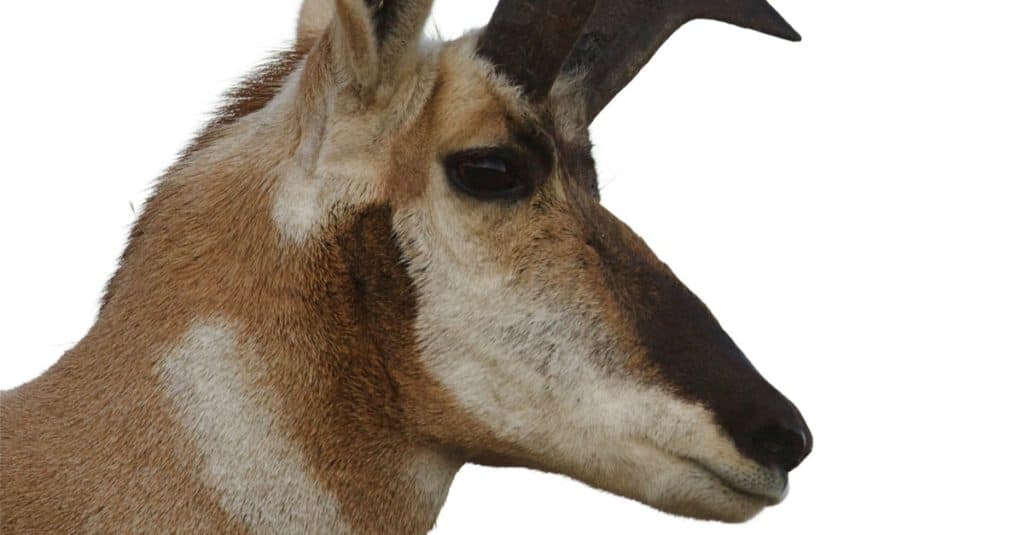 Pronghorn Antelope buck, isolated on white background, Flathead Indian Reservation, Montana