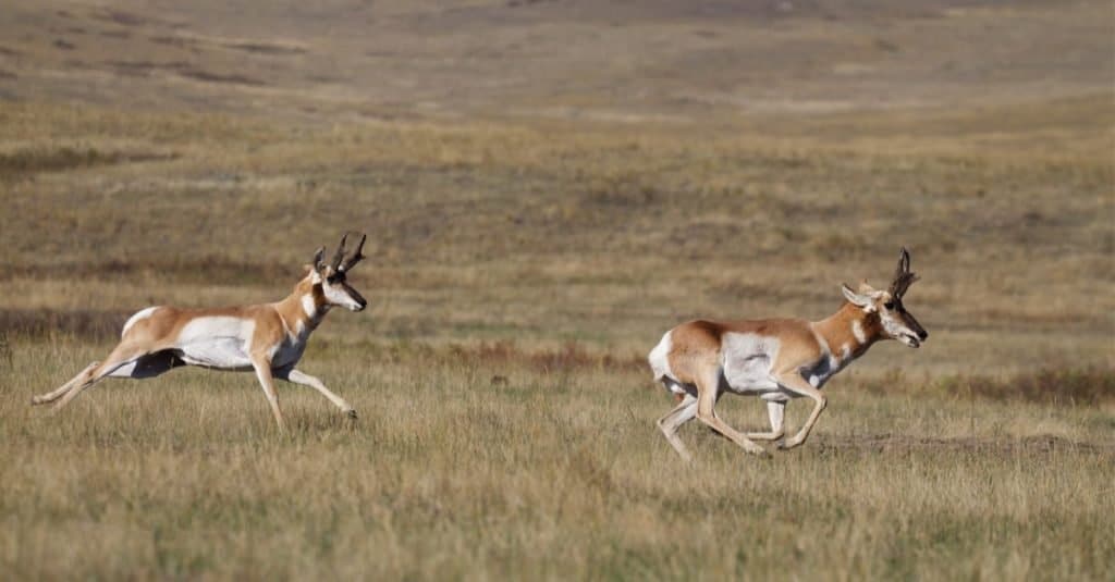 Pronghorn Antilocapra americana, the fastest mammal in North America, two stags running at high speed on the savannah.