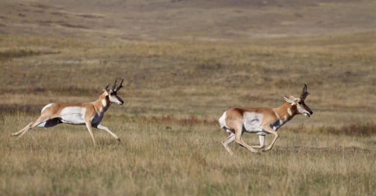 Pronghorn Antelope, Antilocapra americana, the fastest mammal in North America, two bucks running at high speed across the prairie.