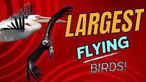 The Top 9 Largest Flying Birds in the World By Wingspan Picture