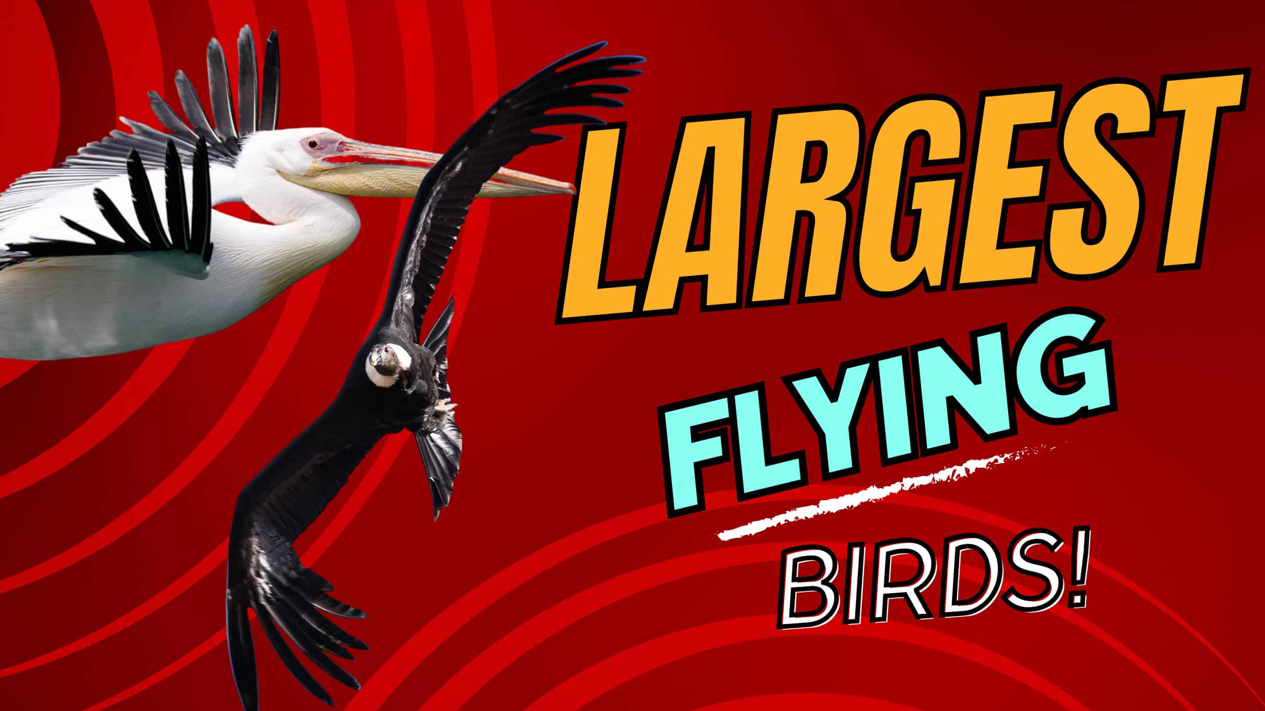Largest Birds