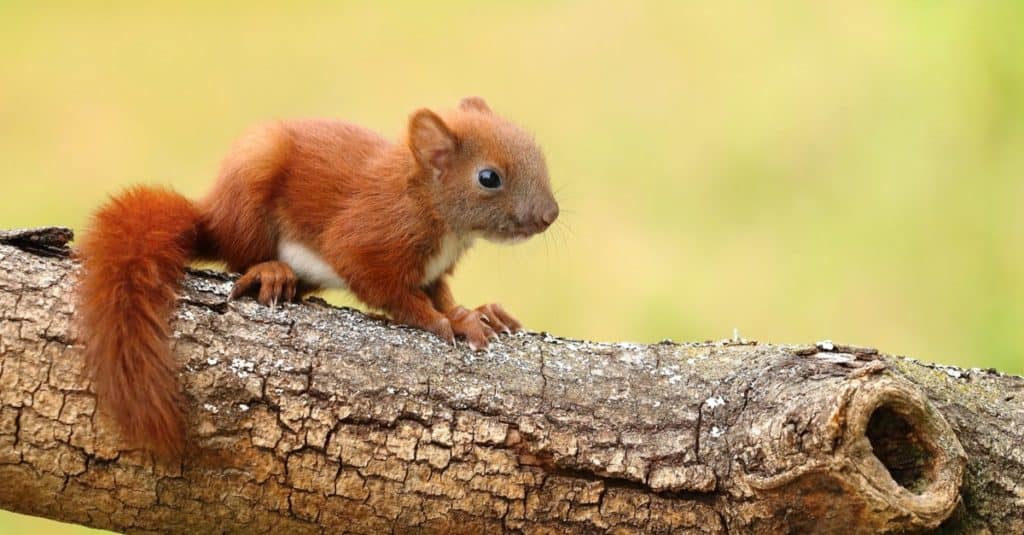 Baby red squirrel sitting on a log.