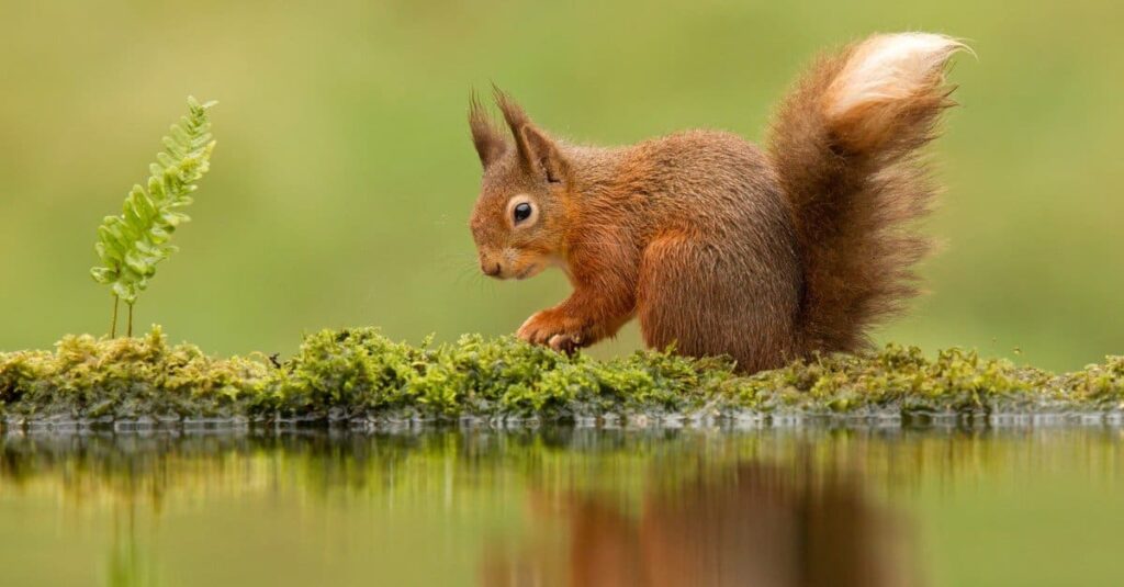 Reflection of a red squirrel in a pond.