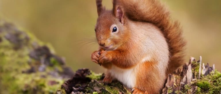 Red Squirrel eating nuts on a mossy log against green background on the forest in Scotland, UK.