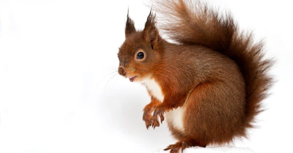 Red Squirrel isolated on white background