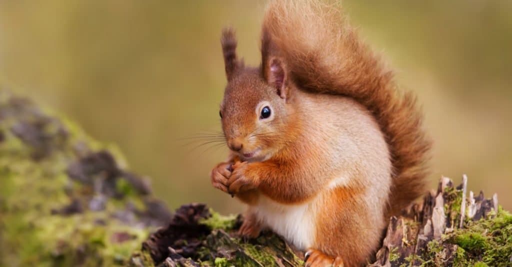 Red Squirrel eating nuts on a mossy log against green background on the forest.