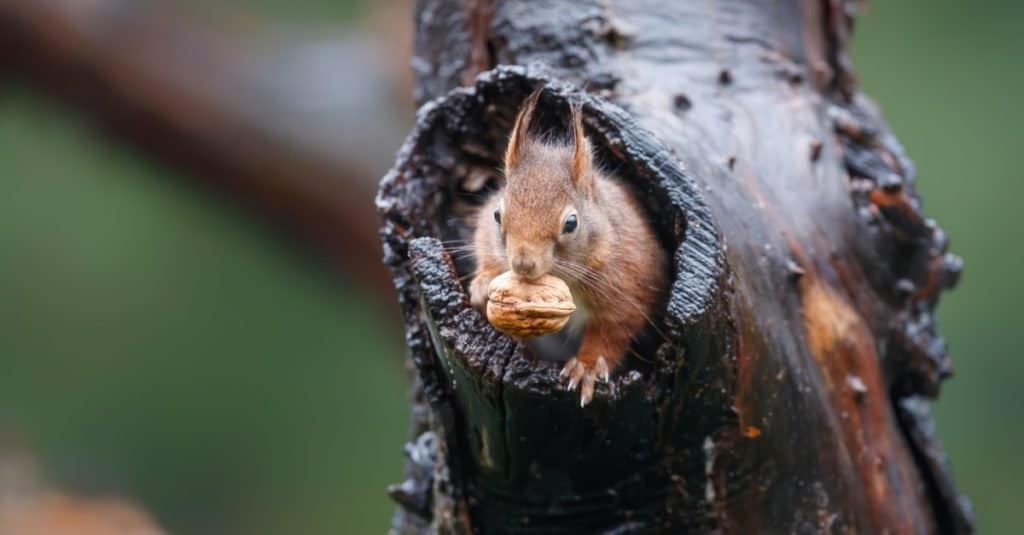 red squirrel scat