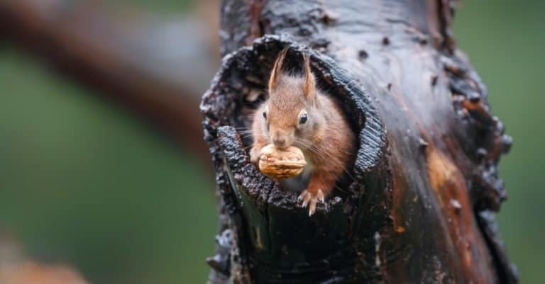 Red squirrel collecting food in the forest.