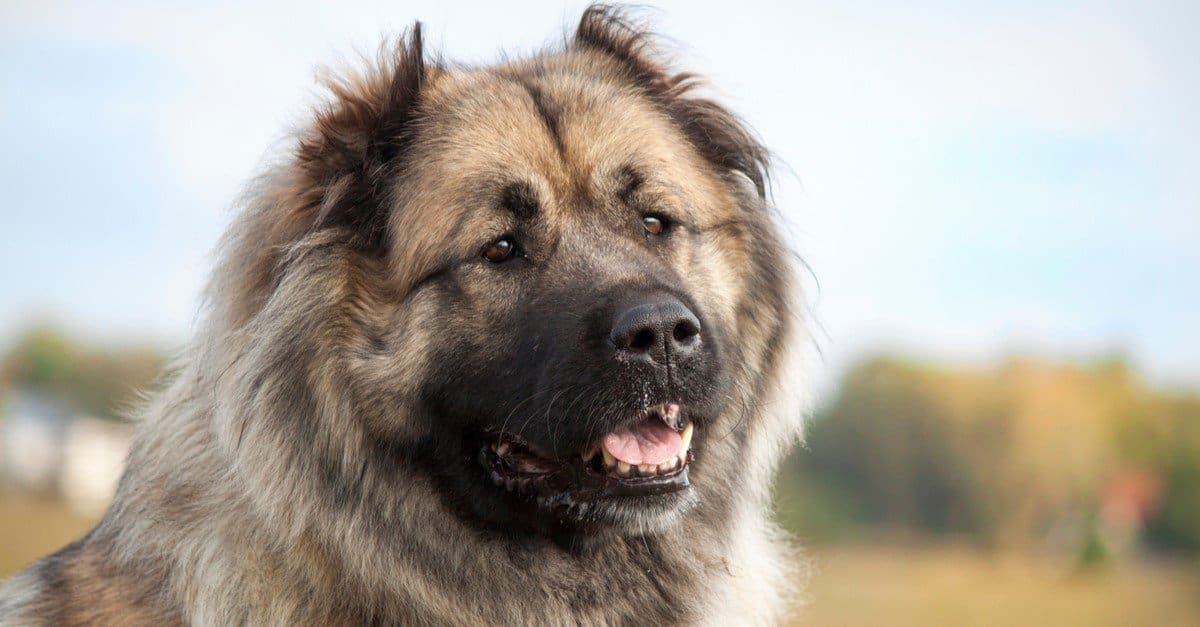 Big bear best sale dog breed