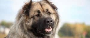 Russian Bear Dog close-up