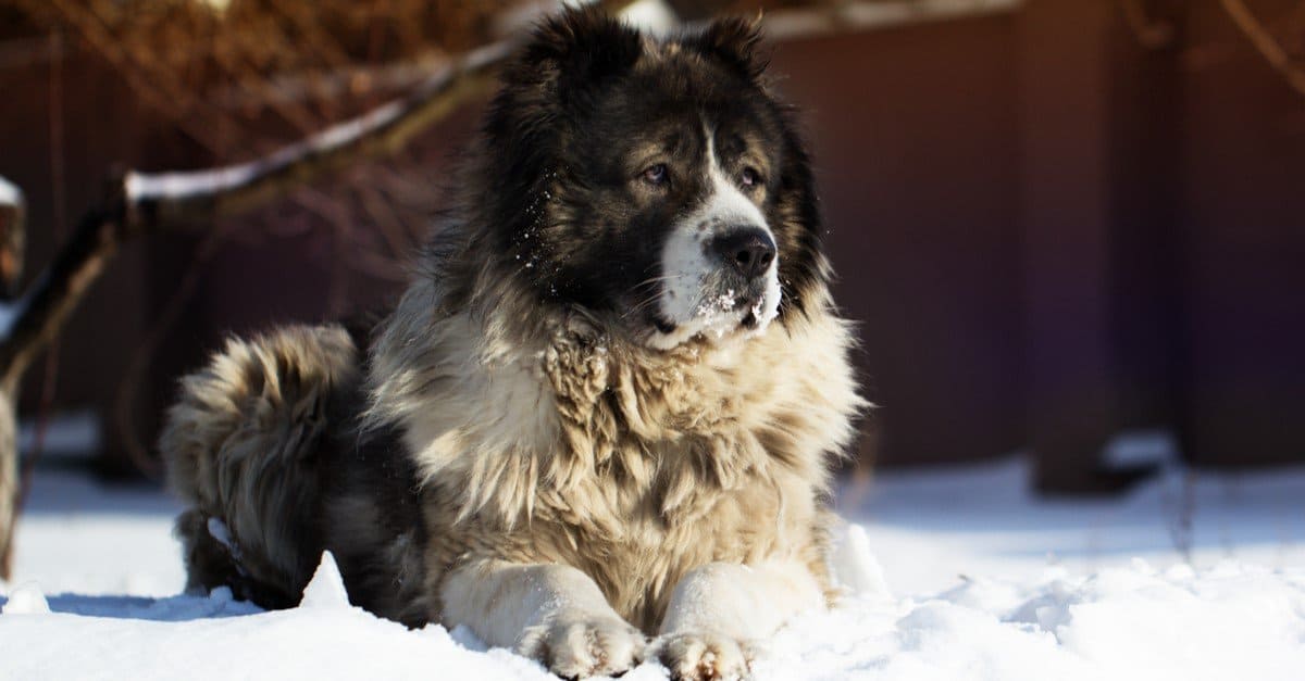 Russian bear dog lying outside on a cold winter day with snow on his face.