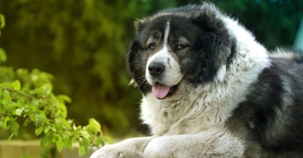 Beautiful adult Russian Bear Dog lying outside in the yard.