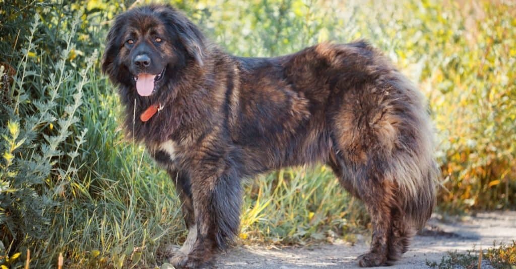 Russian Bear Dog standing outside in the field.