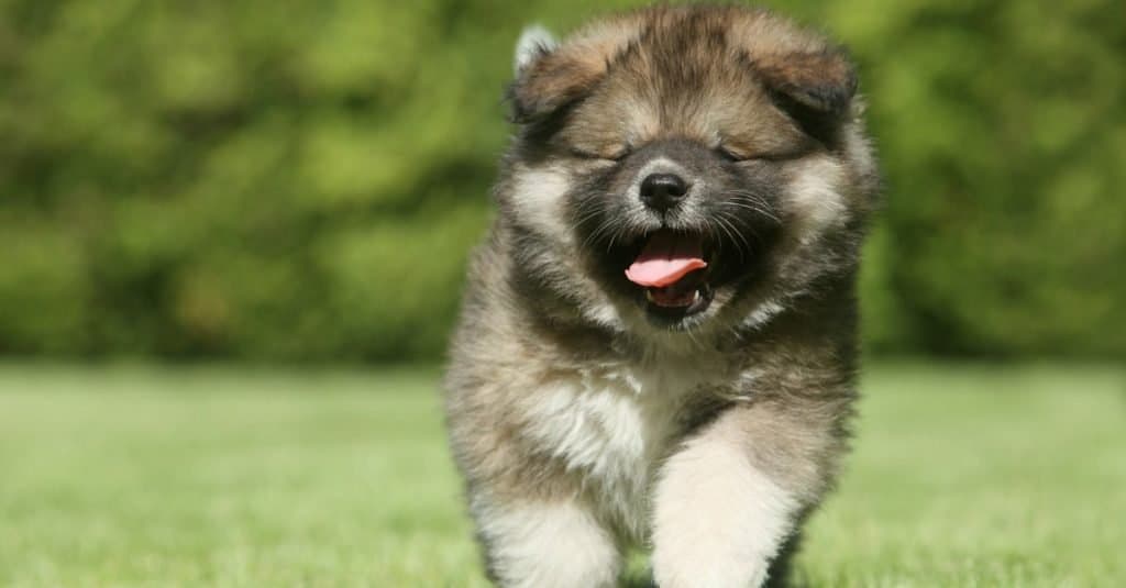 Happy Russian Bear Dog puppy running on a green lawn.