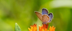Top 10 Smallest Butterflies in the World Picture