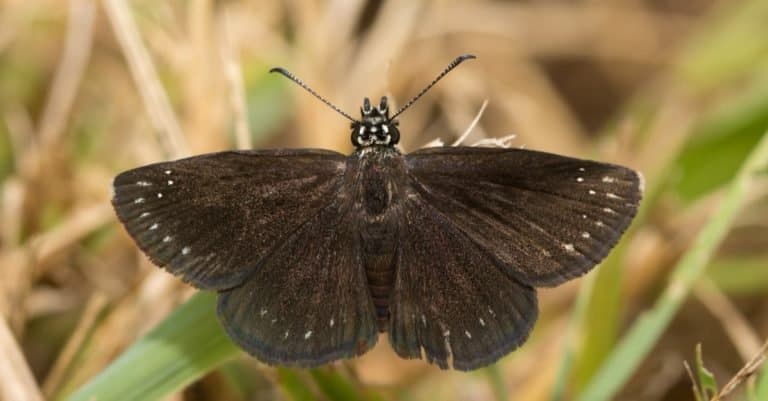 Smallest Butterflies: Common Sootywing