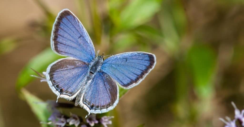 eastern tailed blue butterfly male and female