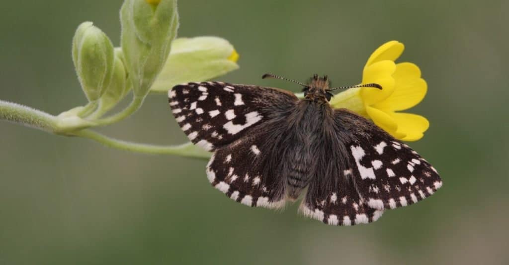 Smallest Butterflies: Grizzled Skipper