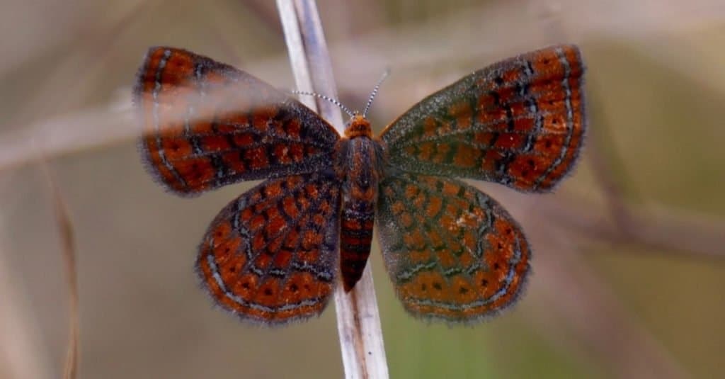 Smallest Butterflies: Little Metalmark