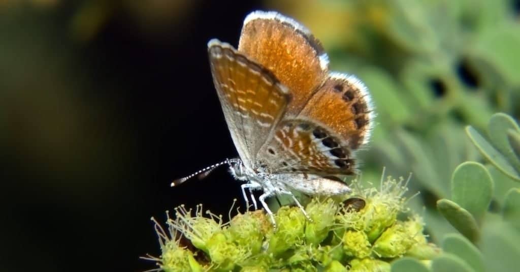 Smallest Butterflies: Western Pygmy Blue Butterfly