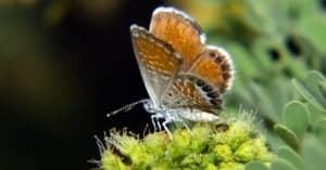 Brown Butterfly Sightings: Spiritual Meaning and Symbolism Picture