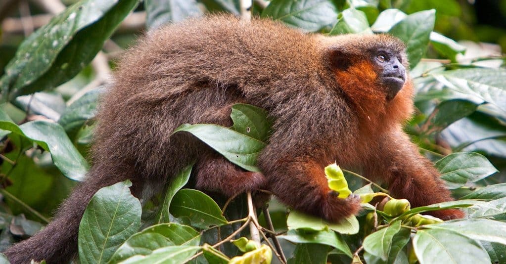 Smallest Monkeys: Dusky Titi