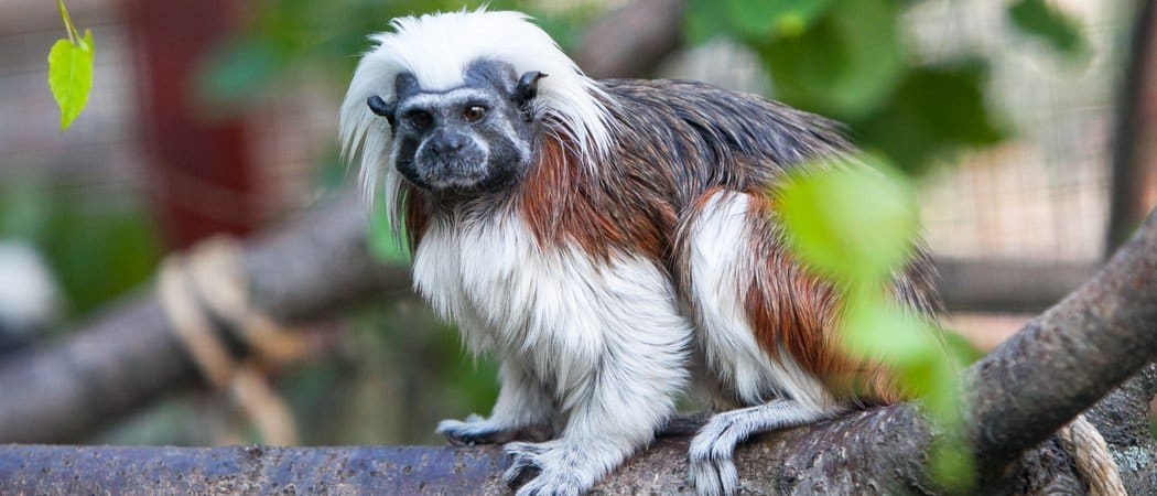 The 10 Smallest Monkeys in the World - AZ Animals
