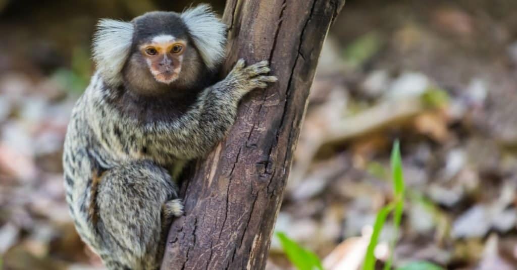 Smallest Monkeys_ Common Marmoset