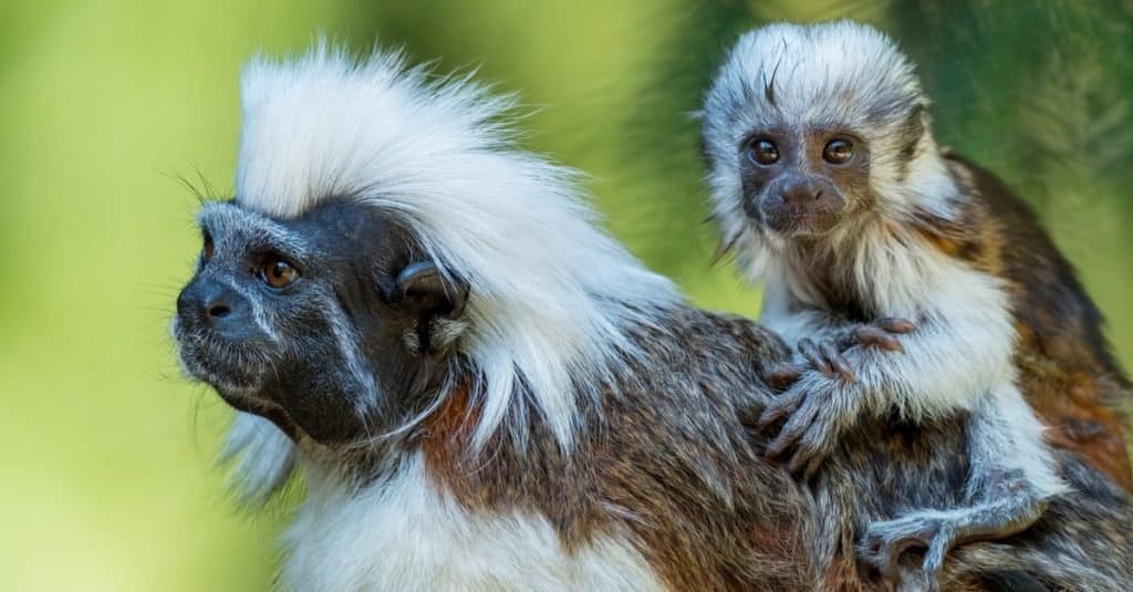 Tamarins are known for being cleaner than the average monkey