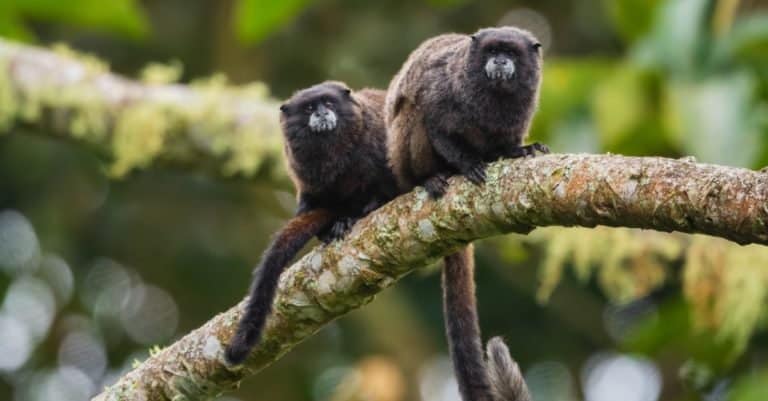 Smallest Monkeys: Graells’s Tamarin