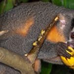 An Azara's night monkey (Aotus azarae), also known as an owl monkey, feeding on bananas in a tourist lodge garden, Puerto Maldonado, Peru.
