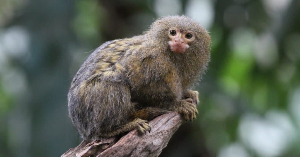 Smallest Monkeys_ Pygmy Marmoset