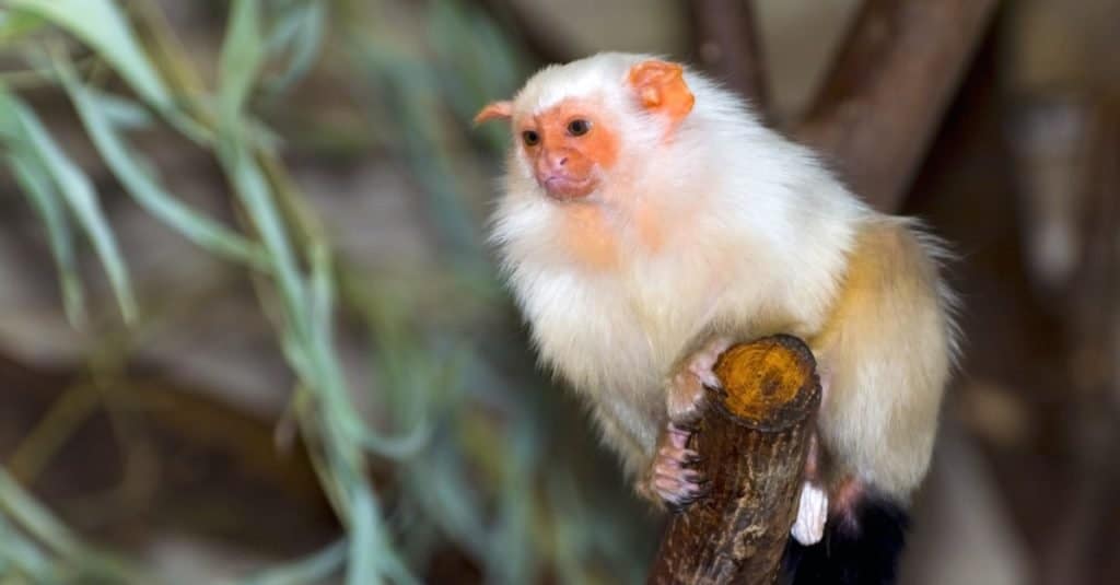 Smallest Monkeys_ Silvery Marmoset