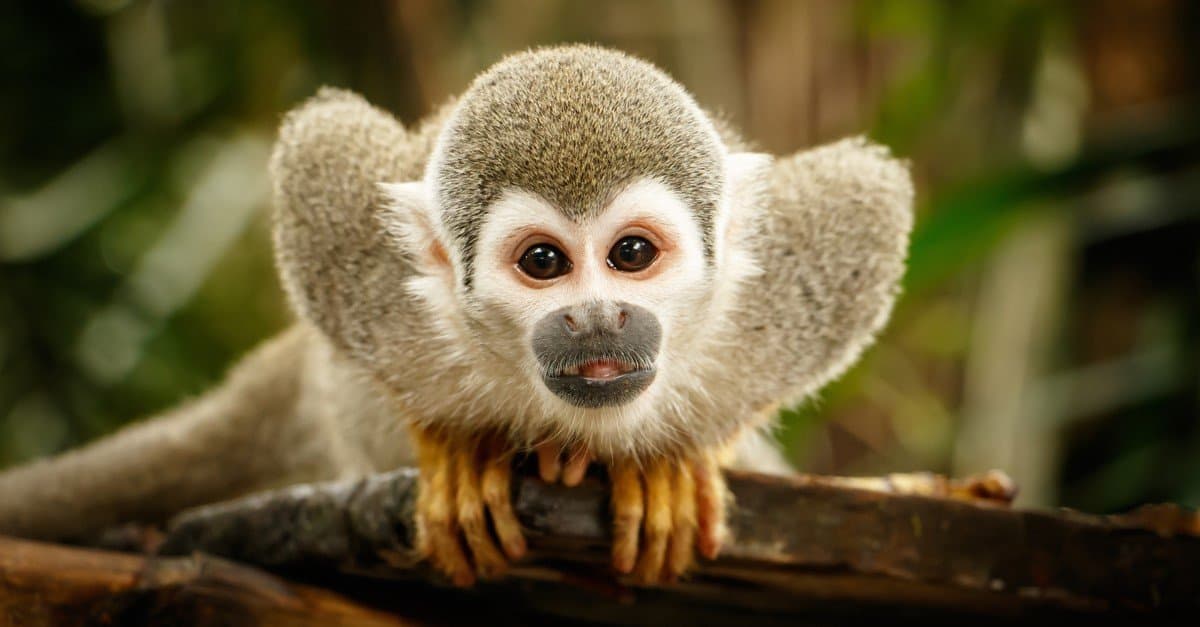 10 Incredible Squirrel Monkey Facts - A-Z Animals