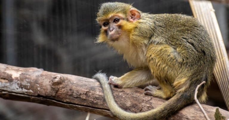 Smallest Monkeys: Talapoin Monkey