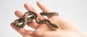 Top 10 Smallest Snakes in the World Picture