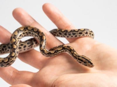 A The 10 Smallest Snakes in the World (Some Look Like Tiny Worms!)
