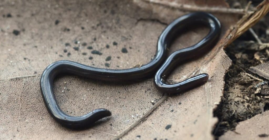 Serpientes más pequeñas: Brahminy Blind Snake