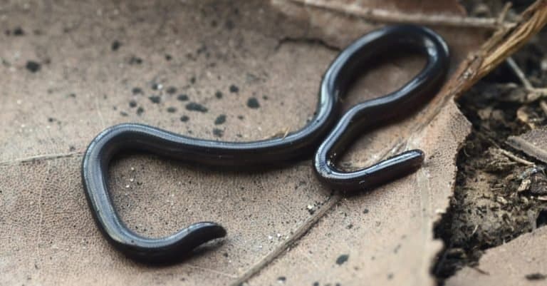 Smallest Snakes: Brahminy Blind Snake