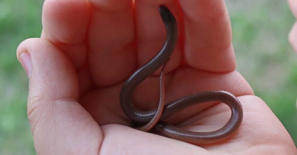 Serpientes más pequeñas: Serpiente de cabeza plana